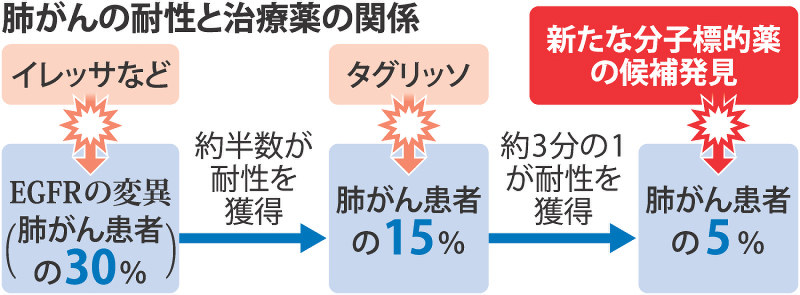 肺がん薬 既存薬耐性に対抗 がん研究会 候補見つける 毎日新聞