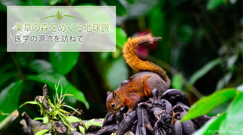 雲霧林で出合ったコクモツリス(学名:Sciurus granatensis)