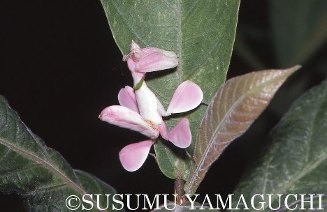 ランの花とそっくりのハナカマキリの幼虫＝山口進さん撮影