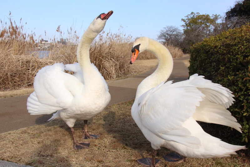 千波湖に生息するコブハクチョウ=水戸市で2017年3月16日、玉腰美那子撮影