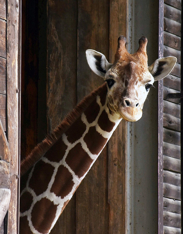 とべ動物園だより キリンの雌 杏子 仲間入り の練習中 愛媛 毎日新聞