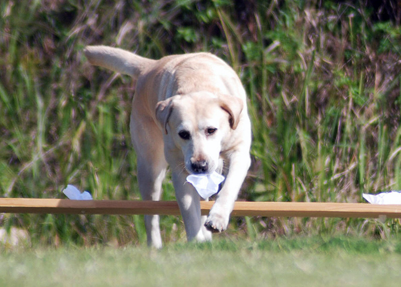 試験に挑戦するきな子=香川県丸亀市の県警察犬訓練場で2010年11月、中村好見撮影