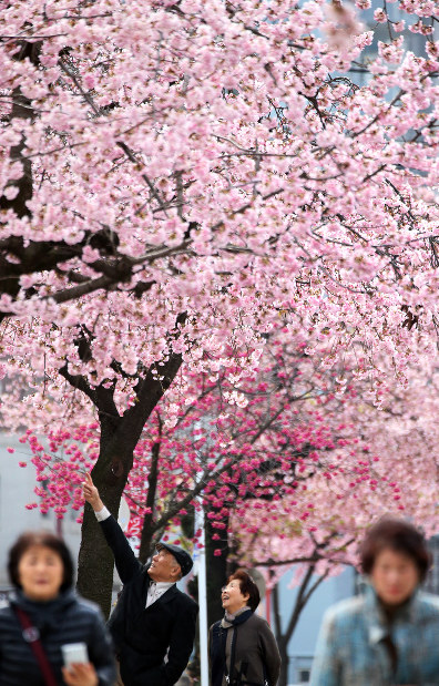 名古屋・サクラ：早咲きが満開 桜並木、通り一面を春色に | 毎日新聞