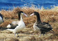 小笠原諸島をアホウドリ繁殖地にする計画で、初めて戻った子ども世代の雌（右）＝小笠原諸島・聟島で１日、東京都提供