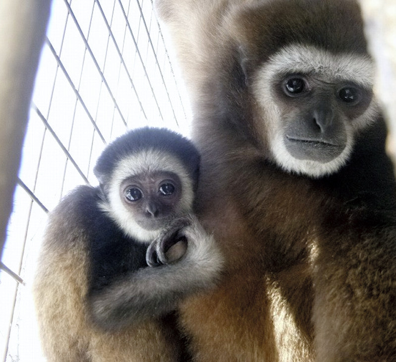 シロテテナガザルの「そら」(左)=円山動物園提供