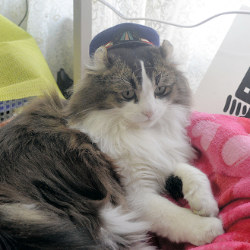 会津鉄道 猫の名誉駅長 らぶ 芦ノ牧温泉の大黒柱 毎日新聞