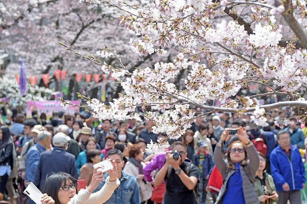In Photos: Crowds flock to cherry blossom spots in Tokyo［写真特集