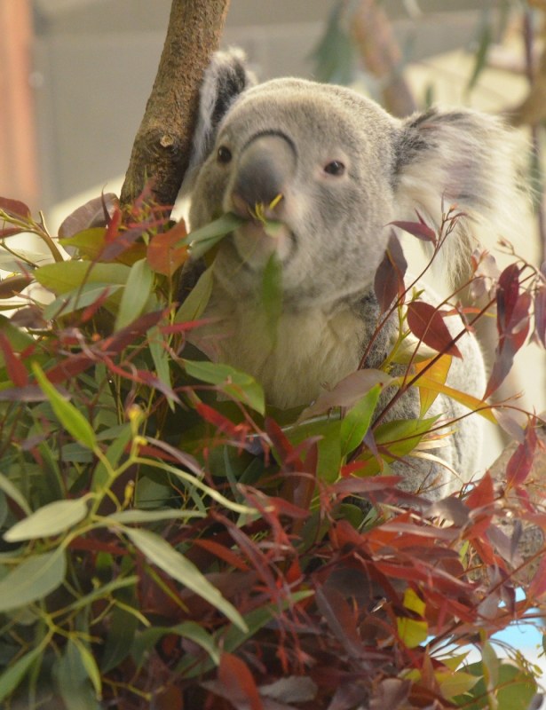 写真特集15/13] | 毎日新聞