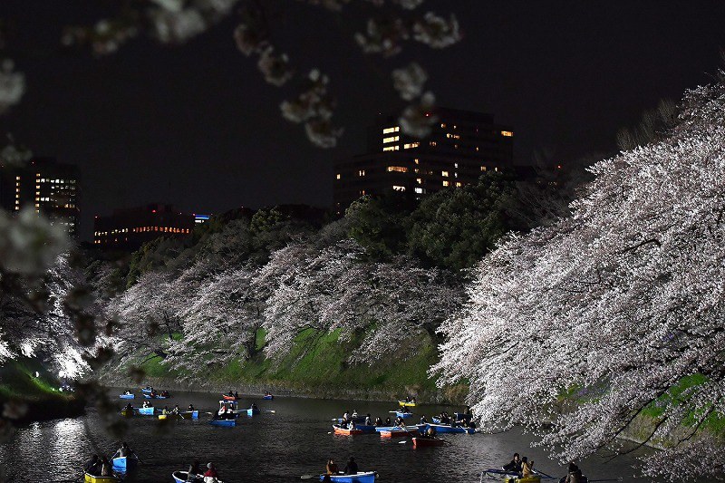 夜桜：東京の名所・千鳥ケ淵でライトアップ [写真特集9/7] | 毎日新聞