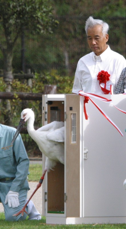 コウノトリ空へ 2005初放鳥：郷公園元飼育長・松島興治郎さんに