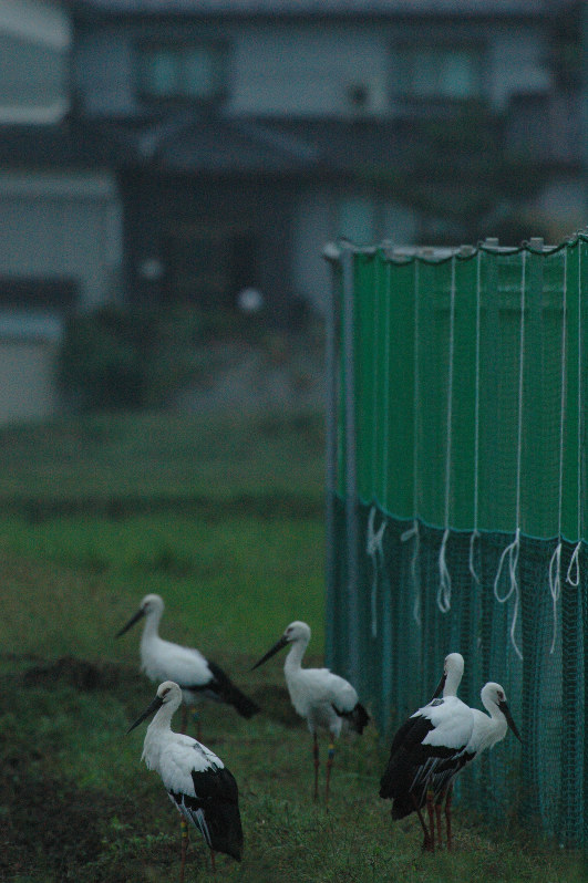 郷公園前の屋根なしケージそばにそろった放鳥コウノトリ5羽=10月6日朝