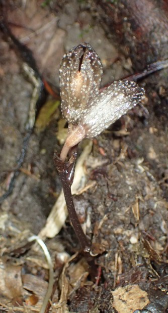 大学倶楽部・神戸大：新種のラン科植物2種発見 沖縄・やんばる国立