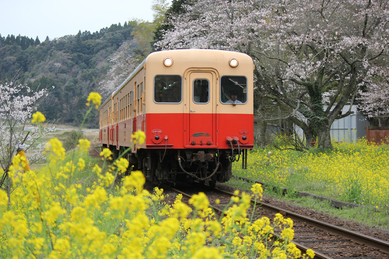 満開のサクラと菜の花に囲まれた線路を走る小湊鉄道の「キハ200形ディーゼル気動車」
