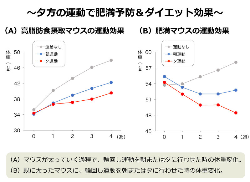 朝と夜の運動 ダイエット効果が高いのは 生命の時計から考える健康生活 柴田重信 田原優 毎日新聞 医療プレミア
