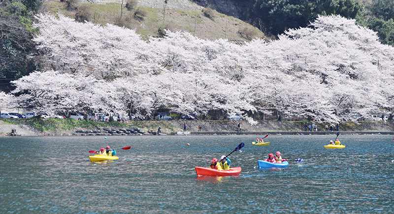満開宣言の初日、琵琶湖岸に続く海津大崎の桜並木をカヤックで湖上から楽しむ滋賀県高島市立マキノ東小の児童ら=同市で、塚原和俊撮影