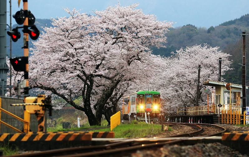 樽見鉄道 桜の名所 あちらこちらに あの 淡墨桜 も 毎日新聞