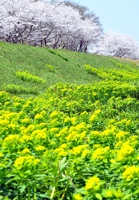 鮮やかな黄色が目を引くノウルシの群生。しばし、桜との共演が楽しめる=滋賀県高島市新旭町の琵琶湖岸で、塚原和俊撮影