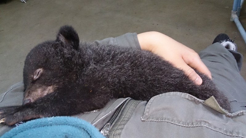奥飛騨クマ牧場：赤ちゃん5頭を公開 抱っこで記念撮影も [写真