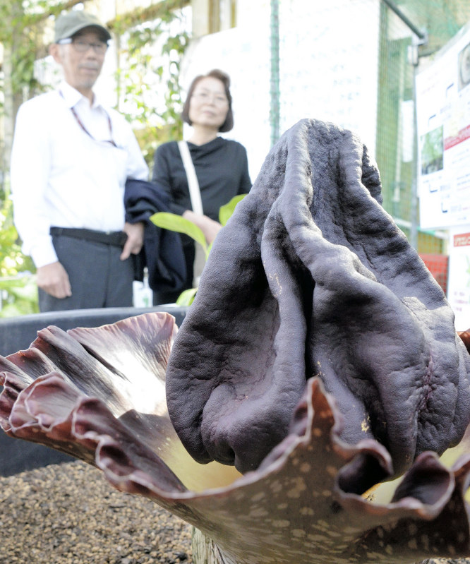 18日夕に開花した国内最大級のゾウコンニャク=広島市佐伯区の市植物公園で2017年4月19日午後3時6分、竹下理子撮影