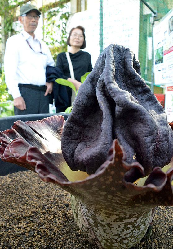 開花した国内最大級のゾウコンニャク=広島市佐伯区の市植物公園で、竹下理子撮影