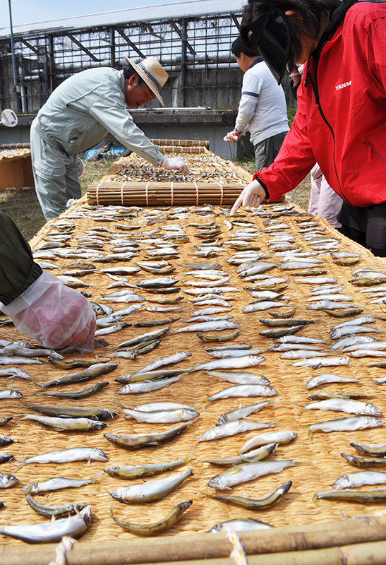 葵祭と地元の祭り用に、やなで取れたアユを天日干しする北船木地区の住民ら=滋賀県高島市安曇川町で、塚原和俊撮影