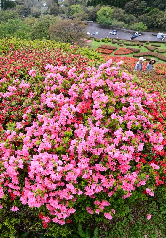 ツツジ 鮮やか開花 三股 椎八重公園 宮崎 毎日新聞