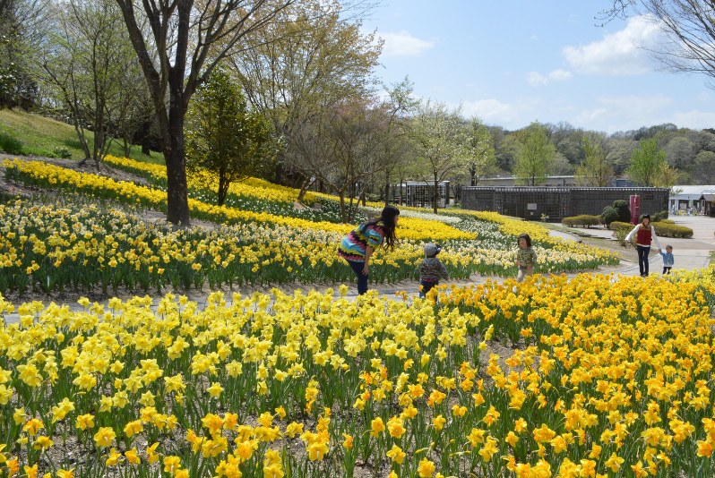 花フェスタ記念公園 優雅な景色が魅了 新たに花畑 スイセン ネモフィラ 可児 岐阜 毎日新聞