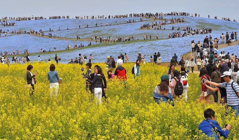 国営ひたち海浜公園：ネモフィラ、菜の花と“競演” [写真特集7/6