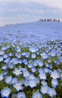 国営ひたち海浜公園 ネモフィラ 菜の花と 競演 写真特集6 6 毎日新聞