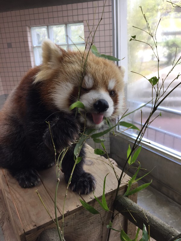 好物の竹の葉をほおぼるレッサーパンダ=山口県周南市の徳山動物園で、徳山動物園提供