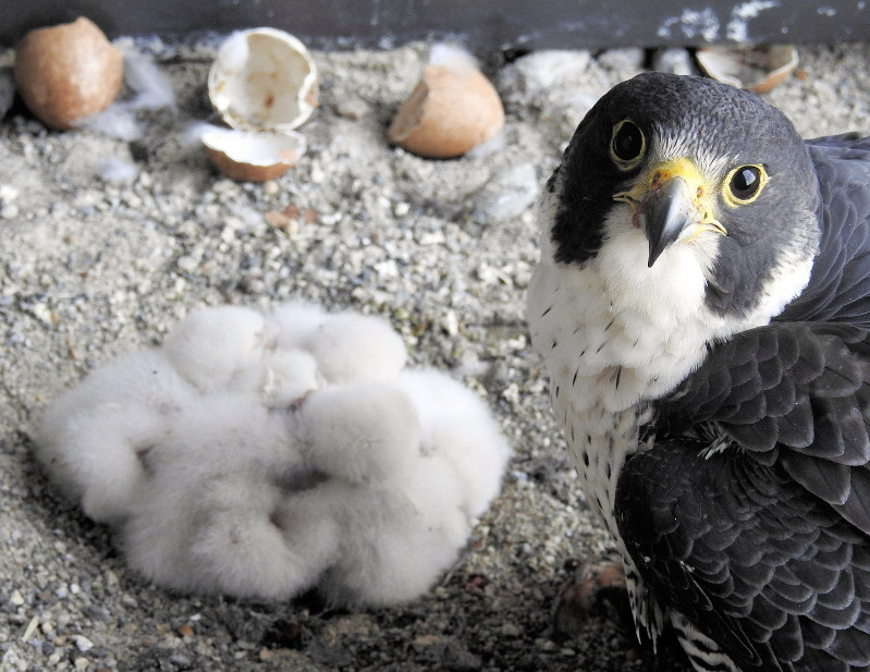 新たに誕生したハヤブサのヒナ5羽と親鳥=石川県自然環境課提供