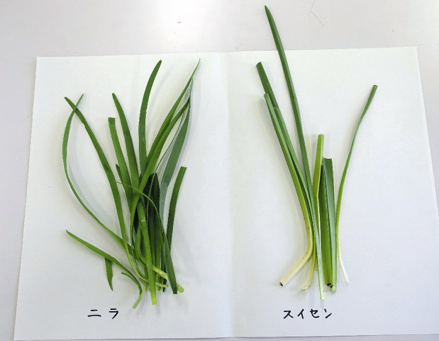 左が食べられるニラ、右が有毒のスイセン=長野県提供