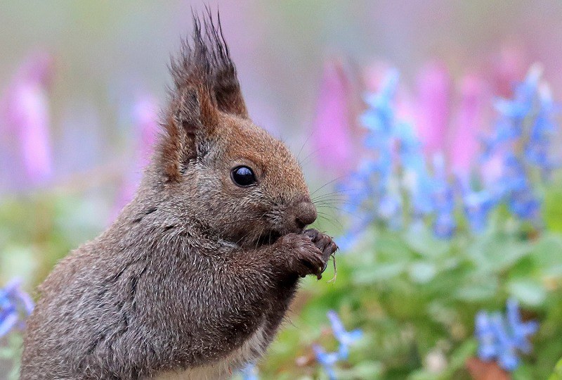 エゾリス カラフルな花々と 競演 北海道 浦臼神社 写真特集3 6 毎日新聞