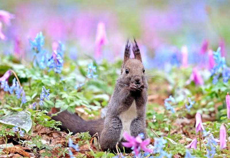 エゾリス カラフルな花々と 競演 北海道 浦臼神社 毎日新聞