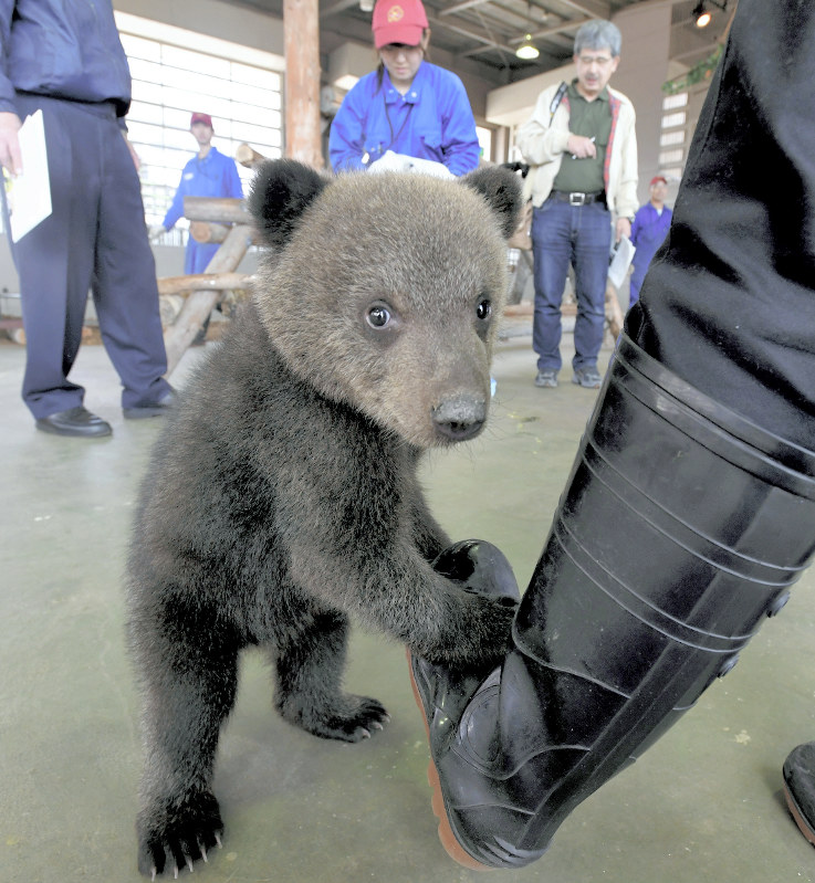 Photo Journal: Bearing up - The Mainichi