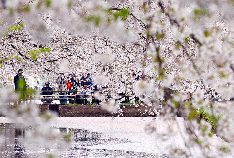 青森・弘前公園：桜の花びらで花筏 外堀の水面埋め尽くし [写真特集3/6