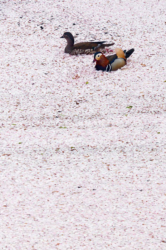 青森・弘前公園：桜の花びらで花筏 外堀の水面埋め尽くし [写真特集5/6