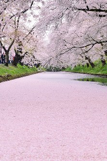 青森・弘前公園：桜の花びらで花筏 外堀の水面埋め尽くし [写真特集6/6