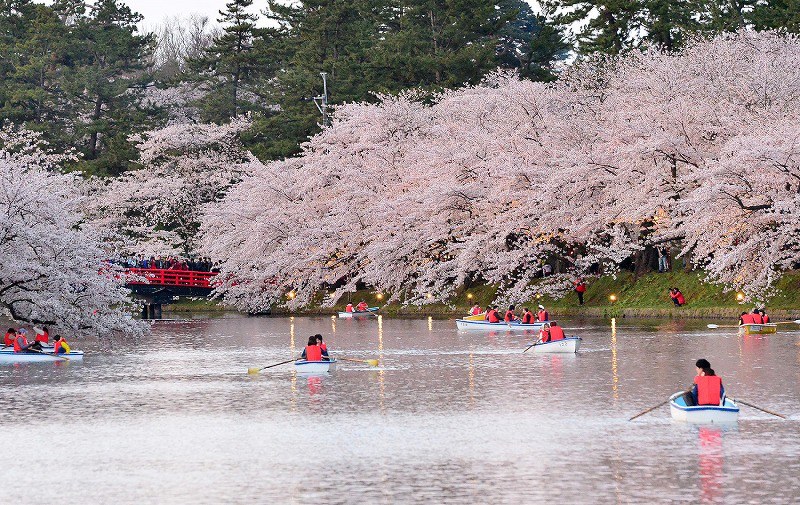 青森・弘前公園：桜の花びらで花筏 外堀の水面埋め尽くし [写真特集7/6