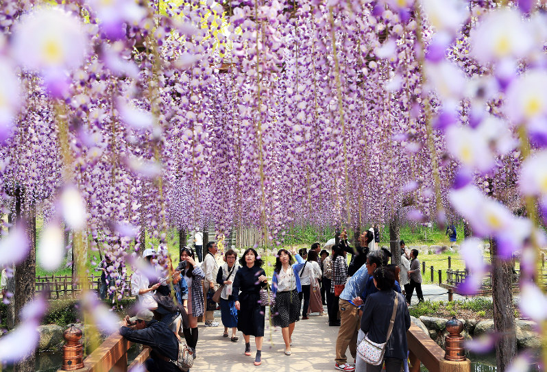 愛知・天王川公園：幻想的な薄紫色トンネル 藤の花見ごろ | 毎日新聞