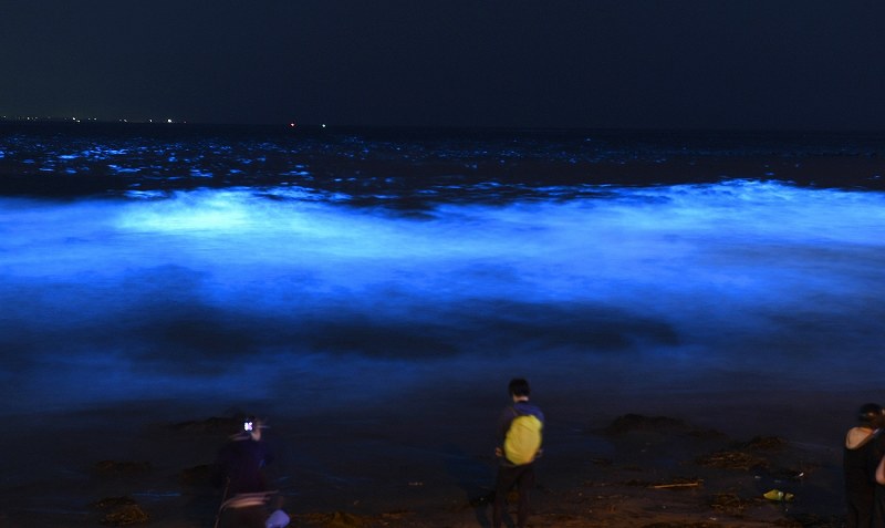原画　　夜光虫 相模湾：夜光虫、波間にゆらめく 鎌倉の海岸で異常増殖 [写真