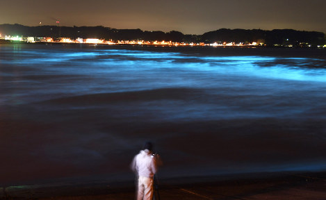 湘南海岸現「夜光蟲」奇景 海水泛起幽幽藍光