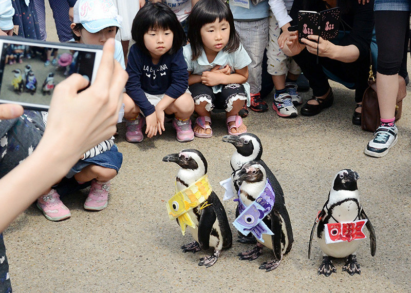 こいのぼりの衣装を身にまとったペンギンたち=松江市大垣町の松江フォーゲルパークで、長宗拓弥撮影