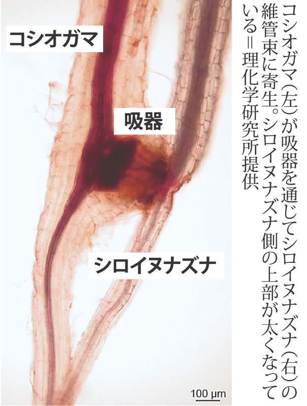 コシオガマが吸器を通じてシロイヌナズナの維管束に寄生。シロイヌナズナ側の上部が太くなっている