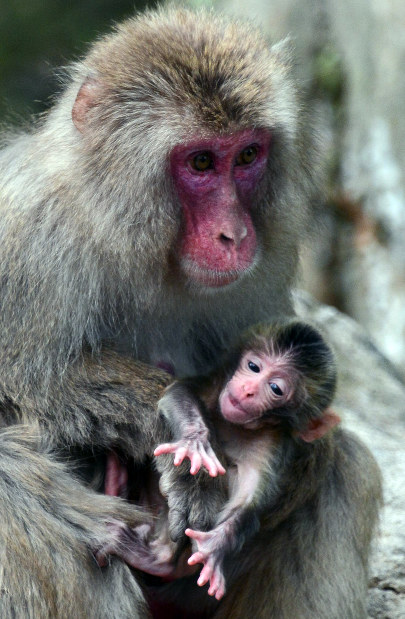 高崎山：今年初のサルの赤ちゃん 名前は「ピコ」 | 毎日新聞