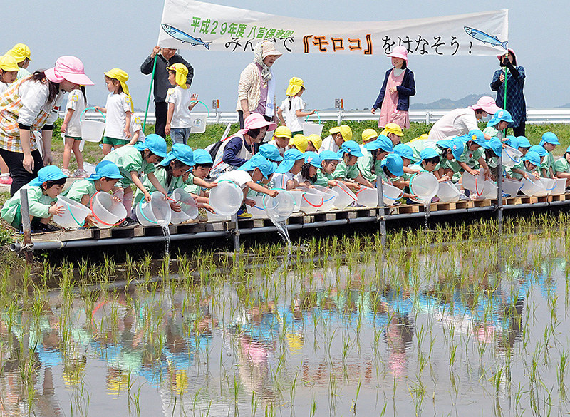 一列に並び、ホンモロコの仔魚を放流する園児たち=滋賀県東近江市小川町で、金子裕次郎撮影