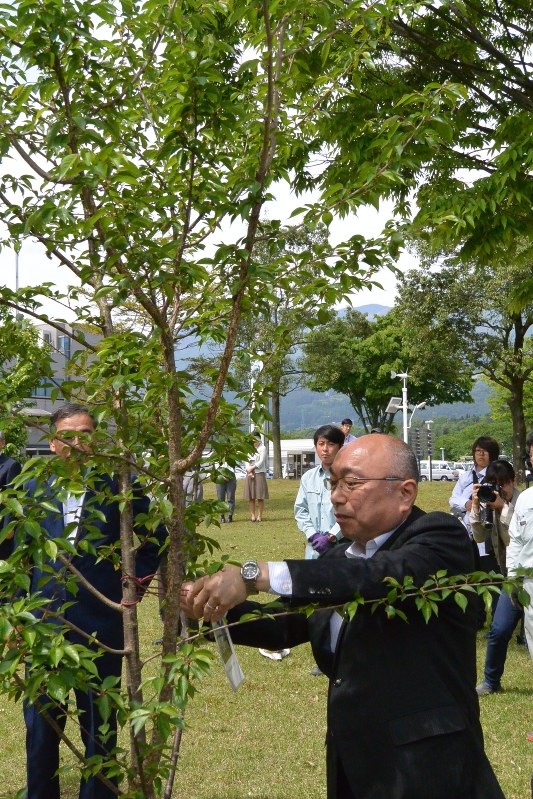 東日本大震災 復興への思い乗せ 高遠の桜 気仙沼に出発 ２４日植樹 シンボルツリーに 長野 毎日新聞