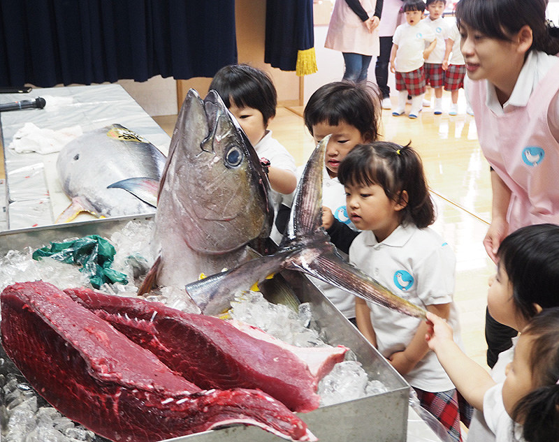 マグロ解体 園児ら見学 和歌山 和歌山 毎日新聞