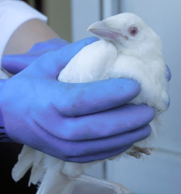 遺伝子変異：全身真っ白 「カー」でカラスと気付く | 毎日新聞