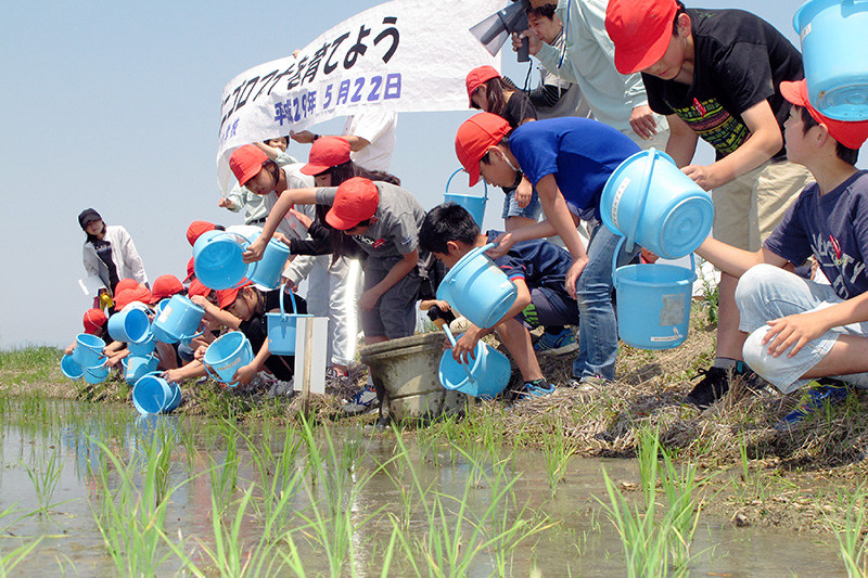 バケツから静かにニゴロブナの仔魚を田んぼに放流する児童たち=滋賀県彦根市甘呂町で、西村浩一撮影